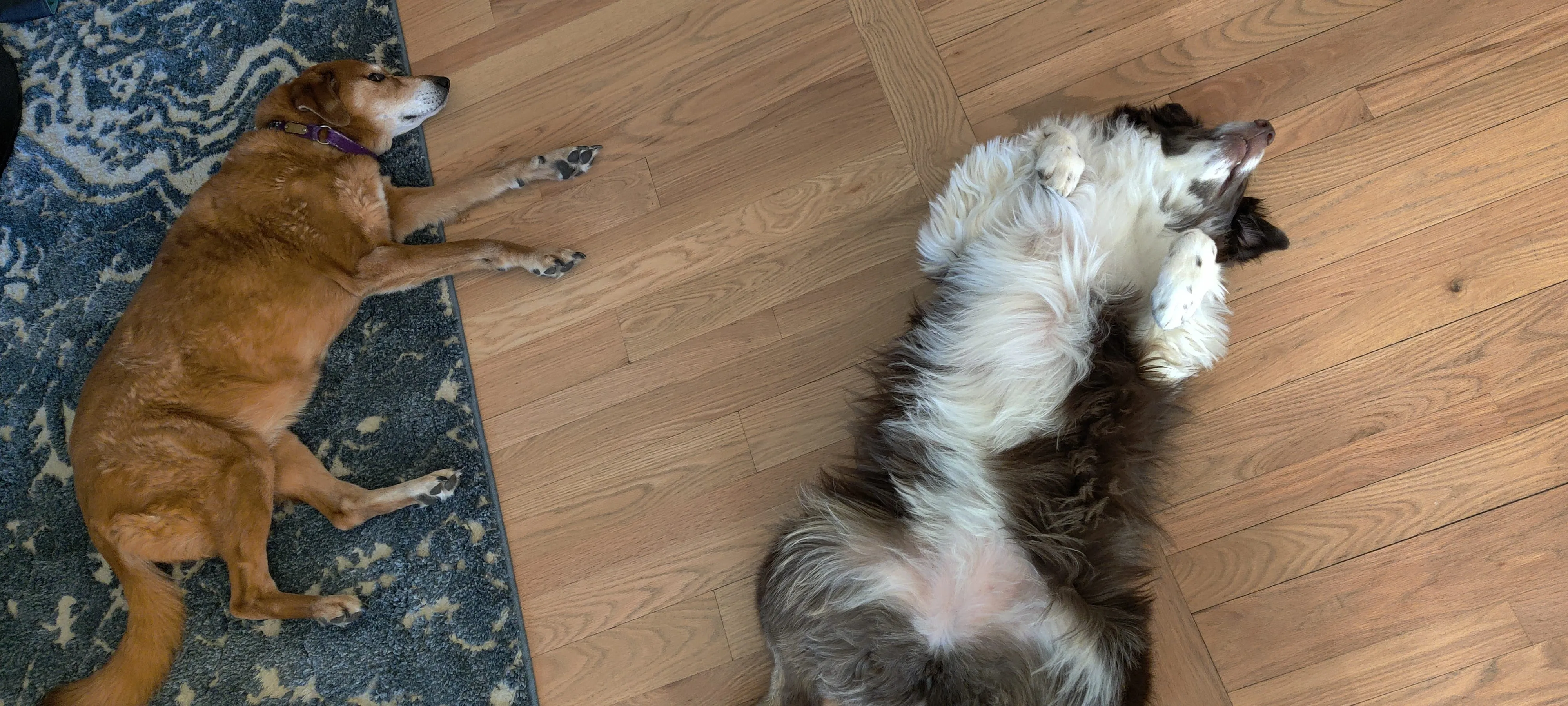 A red-orange lab, Amber, lying lazily next to an Australian Shepherd, Wynonna, also lying down