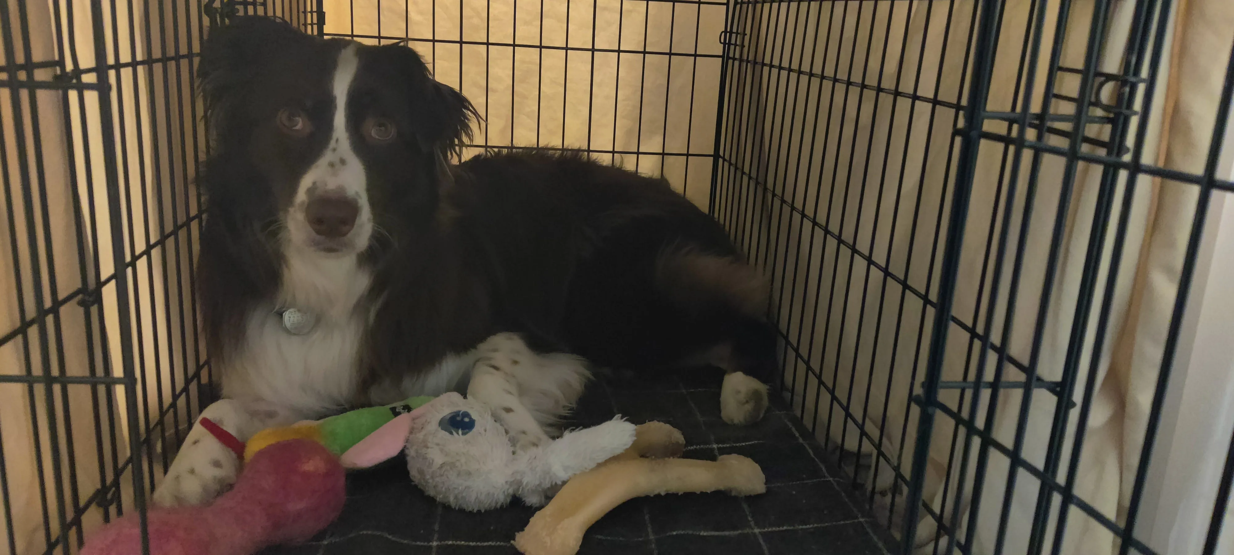 Wynonna in her crate near a pile of toys