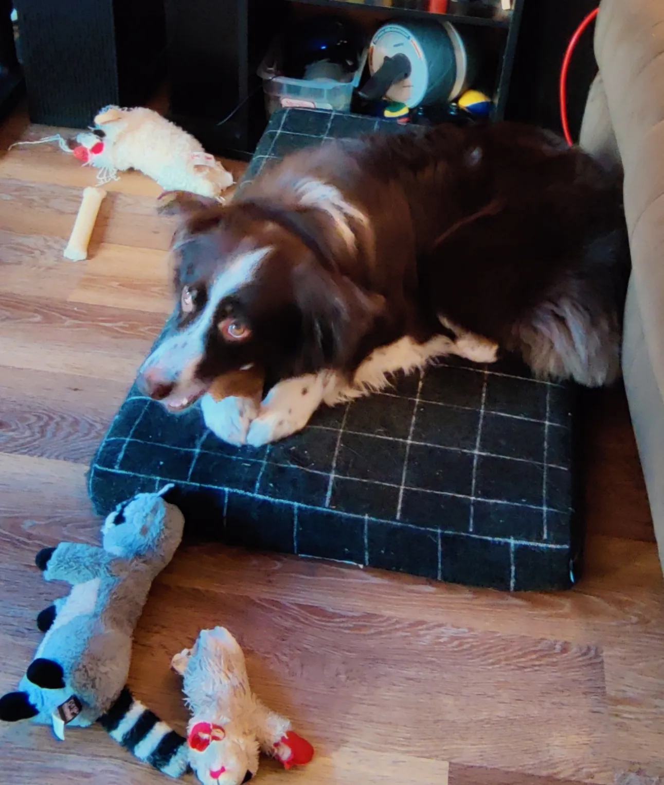 An Australian Shepherd lying on a dog bed, chewing on a bone, and looking at the camera while lying on a bed surrounded by toys