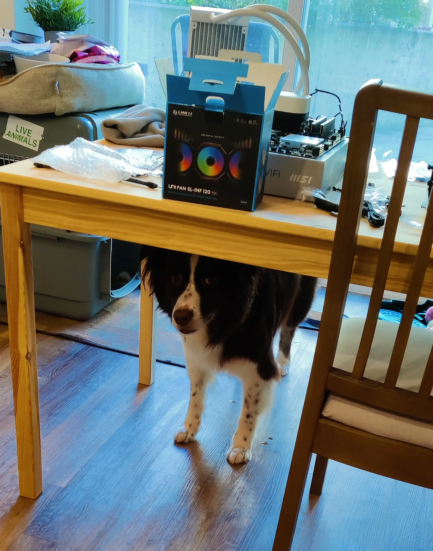 An Australian Shepherd standing under a table. A partially-assembled computer is on the table.