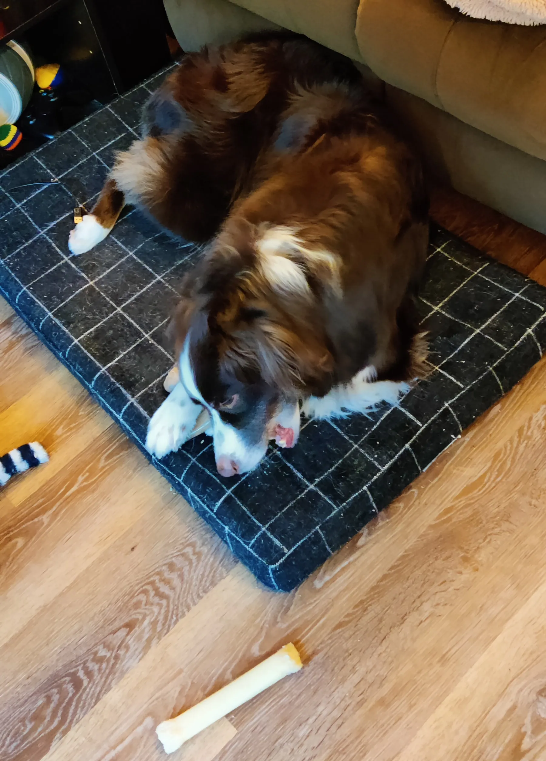 An Australian Shepherd lying on a dog bed and chewing a bone