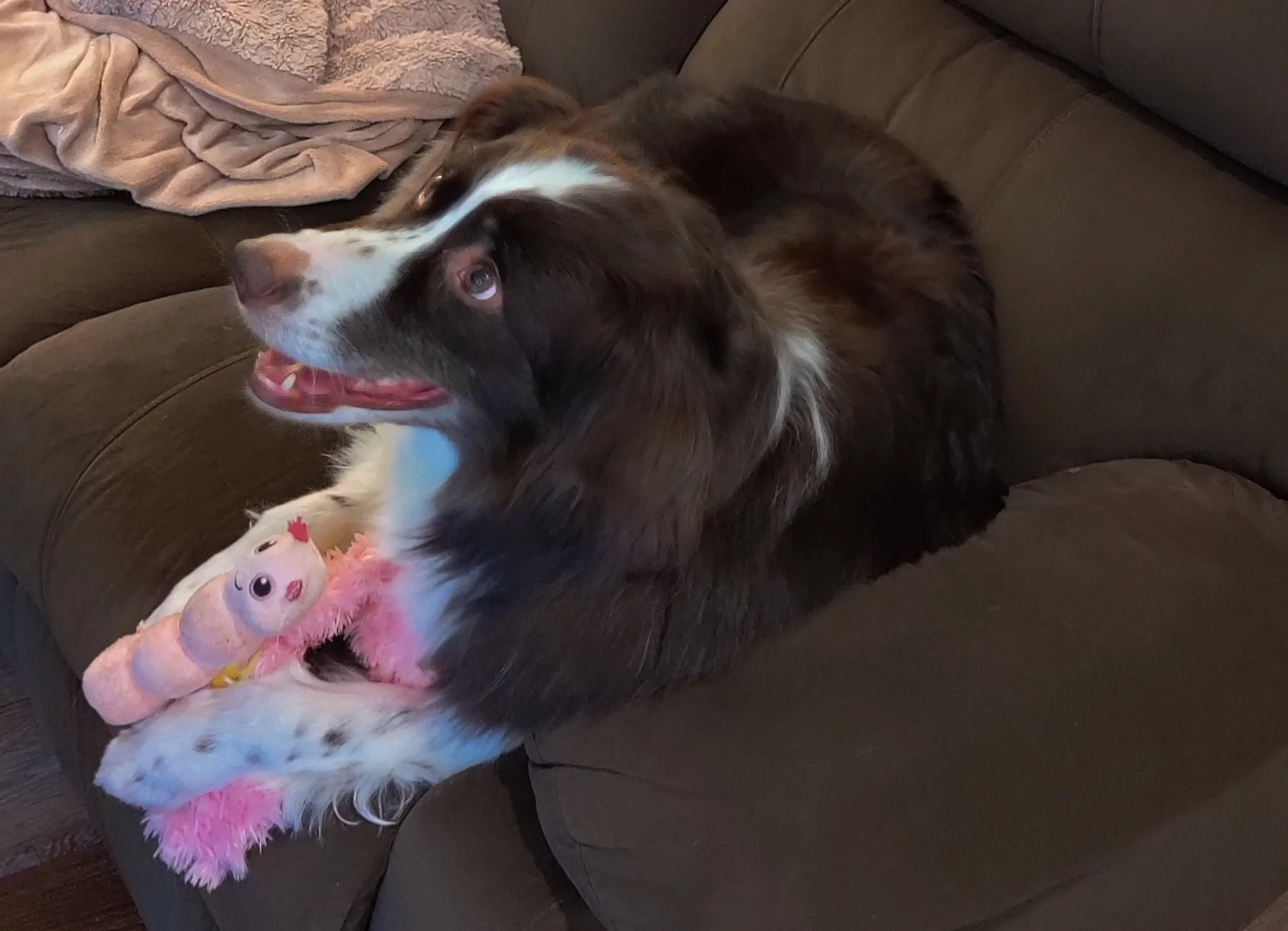 An Australian Shepherd looks lovingly at someone off-camera