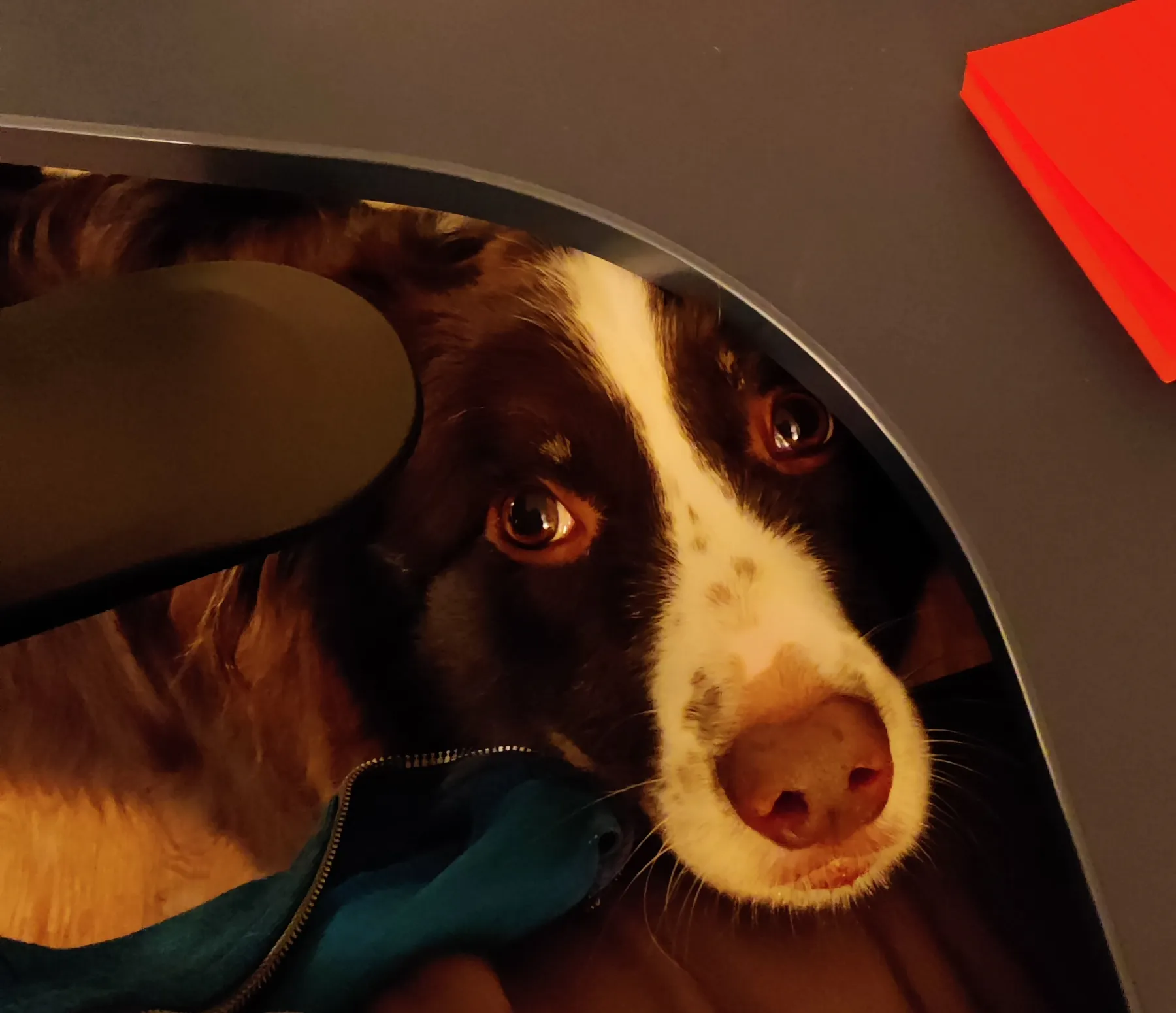 An Australian Shepherd under a desk, poking her head our and looking at the camera. Her chin is placed on the cameraman's lap.